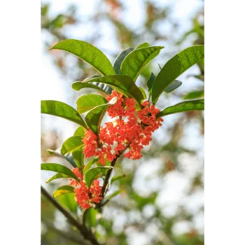 Natural Red Sandalwood Plants