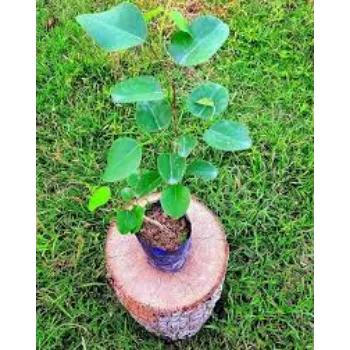 A.p. Flower Mart  Red Sandalwood Plants