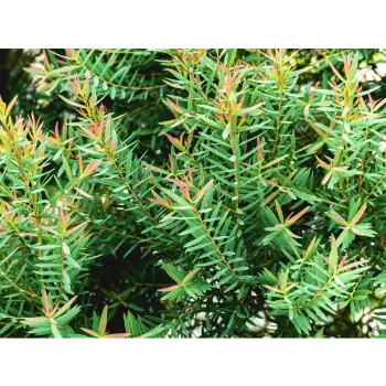 Natural Red Sandalwood Plants