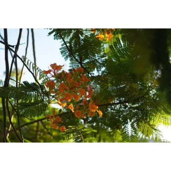 Fresh   Red Sandalwood Plants