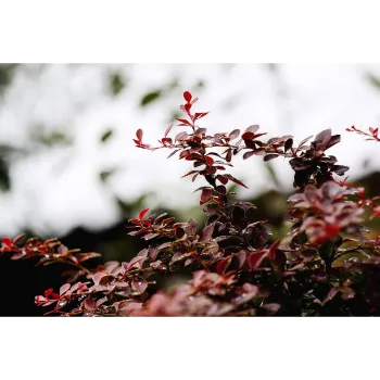Common Red Sandalwood Plants