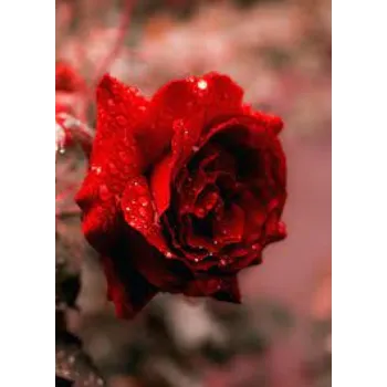 Organic Red Rose Flowers