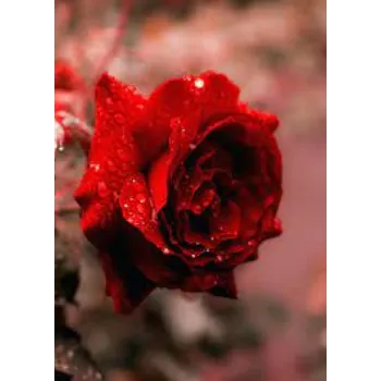 Fresh Red Rose Flower