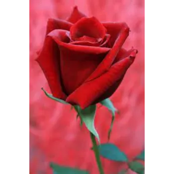 Organic Red Rose Flowers