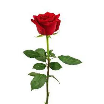 Fresh Red Rose Flowers