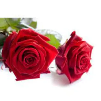 Organic Red Rose Flowers Manufacturer