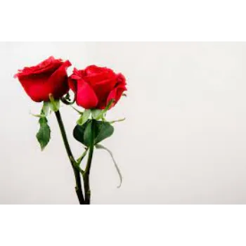 Common Red Rose Flowers