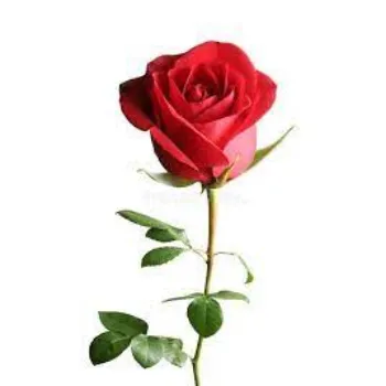 Organic Red Rose Flowers Manufacturer