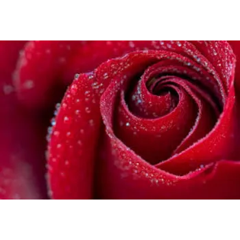 Natural Red Rose Flowers Manufacturer