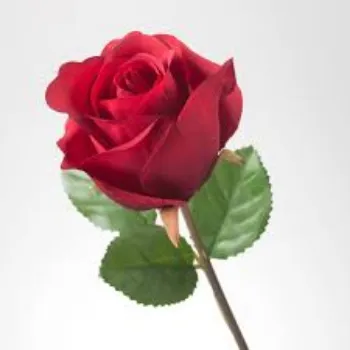 Organic Red Rose Flowers Manufacturer