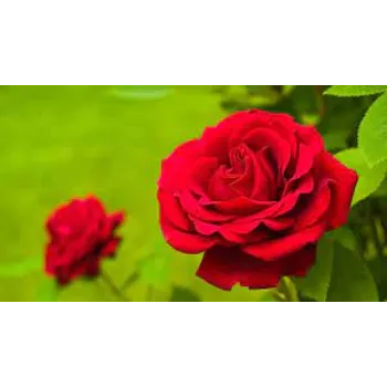 Natural Red Rose Flowers Exporter