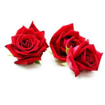 Organic Red Rose Flowers Exporter