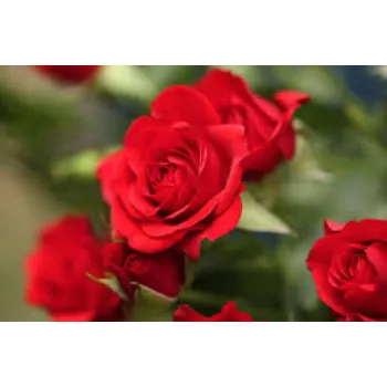 Natural Red Rose Flower Manufacturer