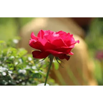 Fresh Red Rose Flower Manufacturer