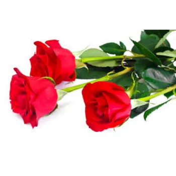 Natural Red Rose Flowers Manufacturer