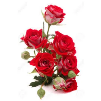 Organic Red Rose Flowers Manufacturer