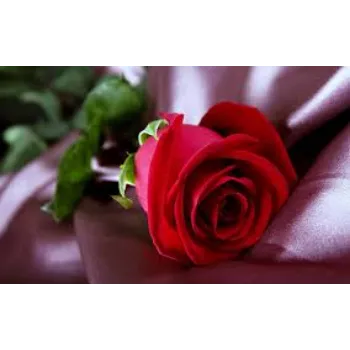Natural Red Rose Flowers Manufacturer