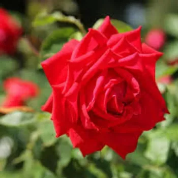 Fresh Red Rose Flower Manufacturer