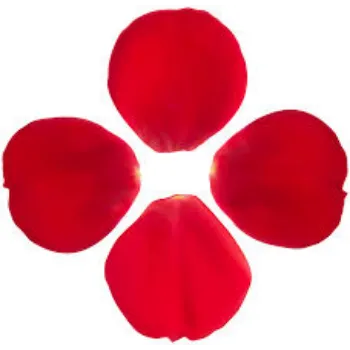 fresh red  Rose Petal
