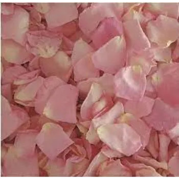 Fresh Rose Petal