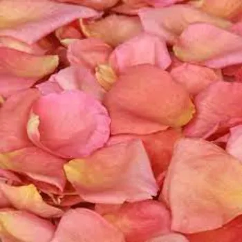 Common Rose Petal