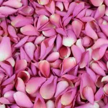  Rose Petal