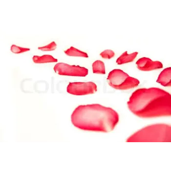  Rose Petal