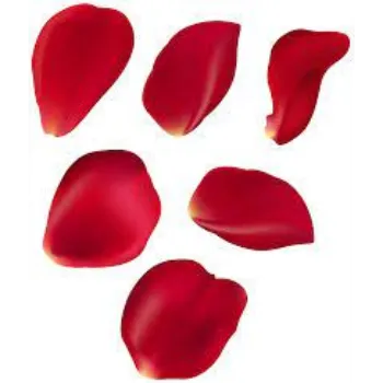 Fresh Rose Petals
