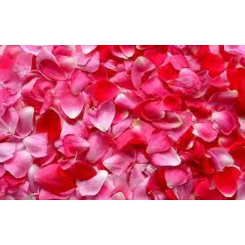 Fresh Rose Petals