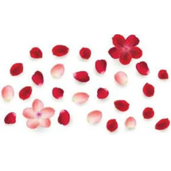 Fresh Rose Petal