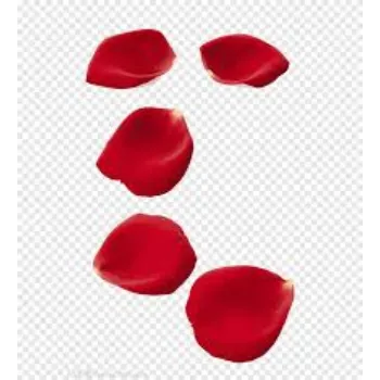 Common Rose Petal