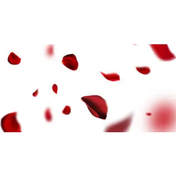Fresh Rose Petals