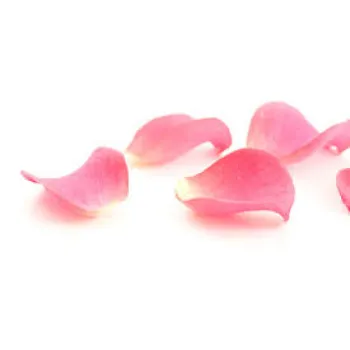 Fresh Pink Rose Petal
