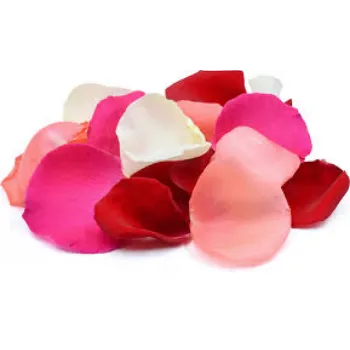 Common Rose Petals