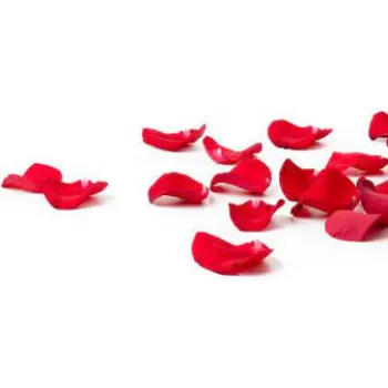 Fresh Rose Petals