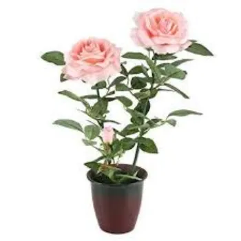 organic Rose Plant