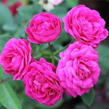 Roshni Agri forestry Rose Plant