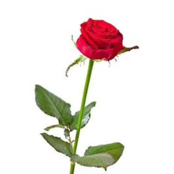 Natural Rose Plant