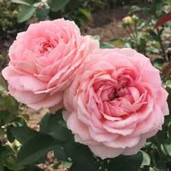 Natural Rose Plant