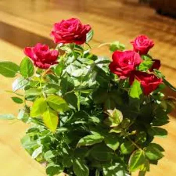 Common Rose Plant
