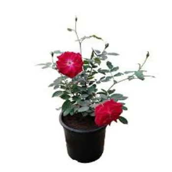 Organic Rose Plant