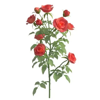 Rose Plant