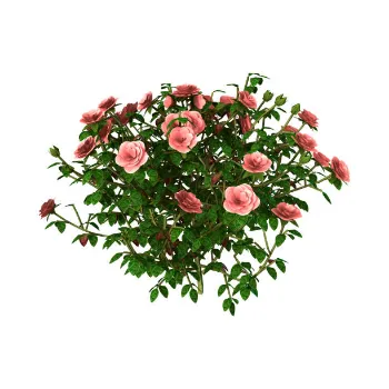  Rose Plant