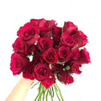 Rec Rose Plant