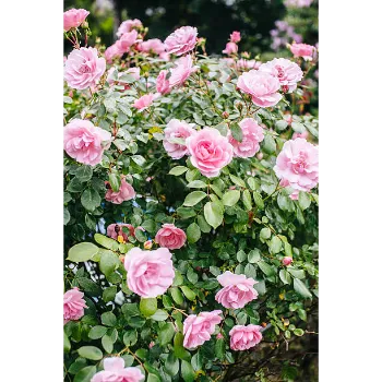  Rose Plant