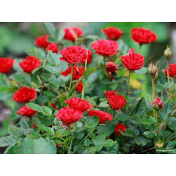 Natural red Rose Plant