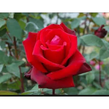 natural Rose Plant
