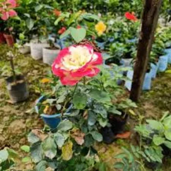 Red Rose Plant