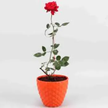 Fresh  Rose Plant