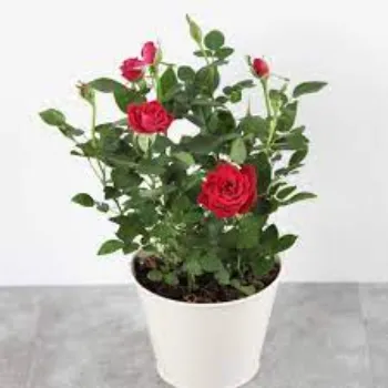 Organic  Rose Plant